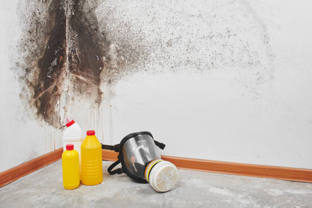 Best Mold Damage Repair  in Mcchord Af, WA