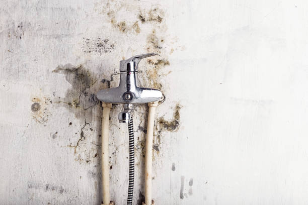 Best Professional Mold Removal  in Mcchord Af, WA
