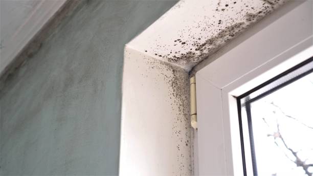 Trusted Mcchord Af, WA Mold Removal Experts