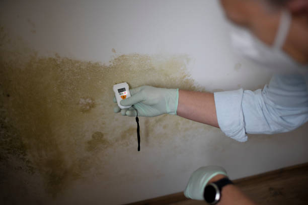 Mold Removal and Inspection in Mcchord Af, WA