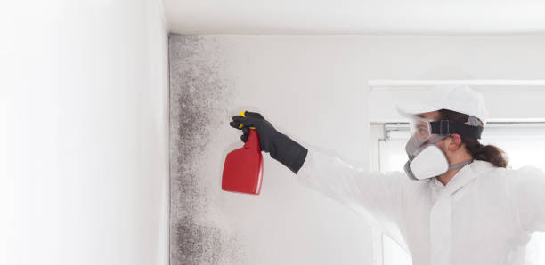 Best Toxic Mold Removal  in Mcchord Af, WA