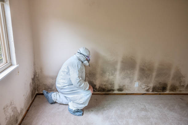 Certified Mold Removal in Mcchord Af, WA