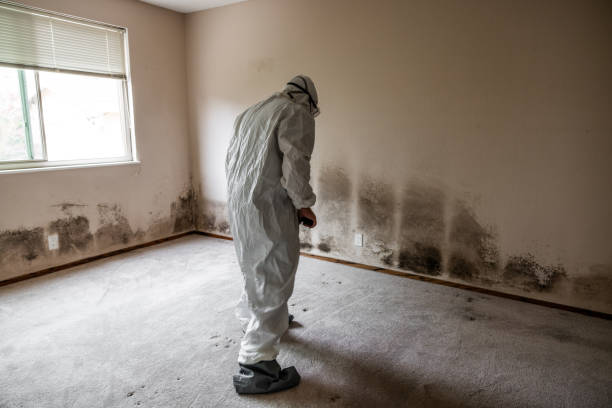 Best Home Mold Removal  in Mcchord Af, WA