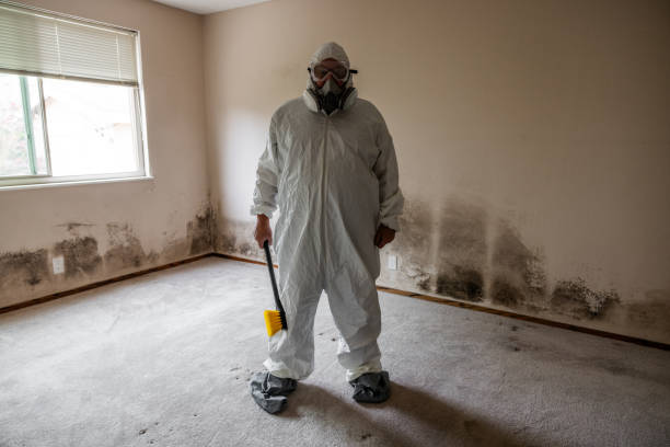 Best Mold Removal Company Near Me  in Mcchord Af, WA