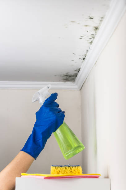 Best Mold Damage Repair  in Mcchord Af, WA