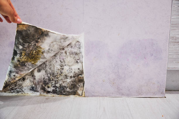 Best Mold Removal Specialists  in Mcchord Af, WA